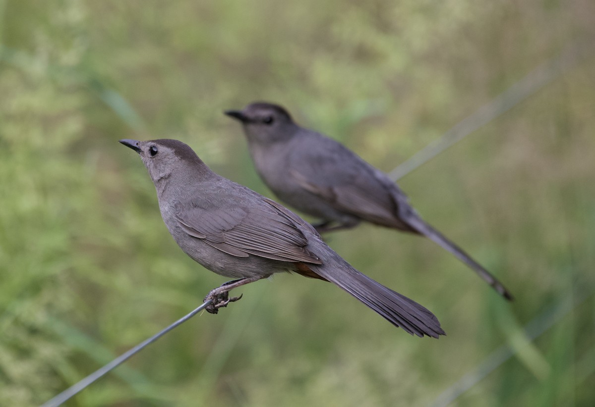 Pájaro Gato Gris - ML620701940