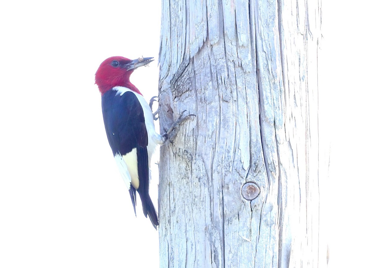 Red-headed Woodpecker - ML620701941