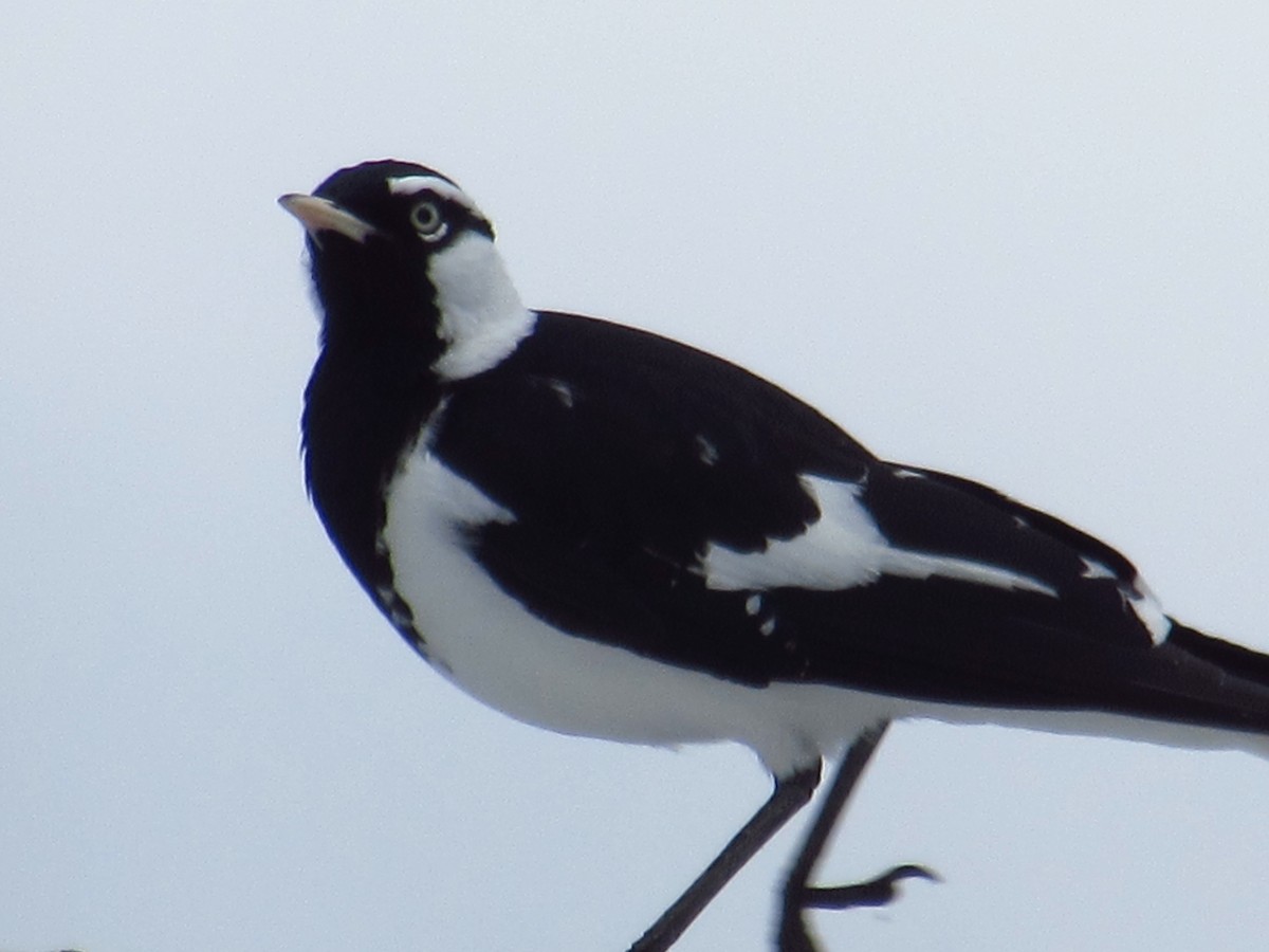 Magpie-lark - ML620701944