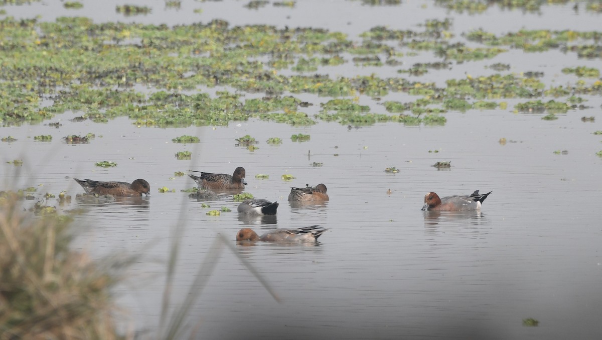 Eurasian Wigeon - ML620701945