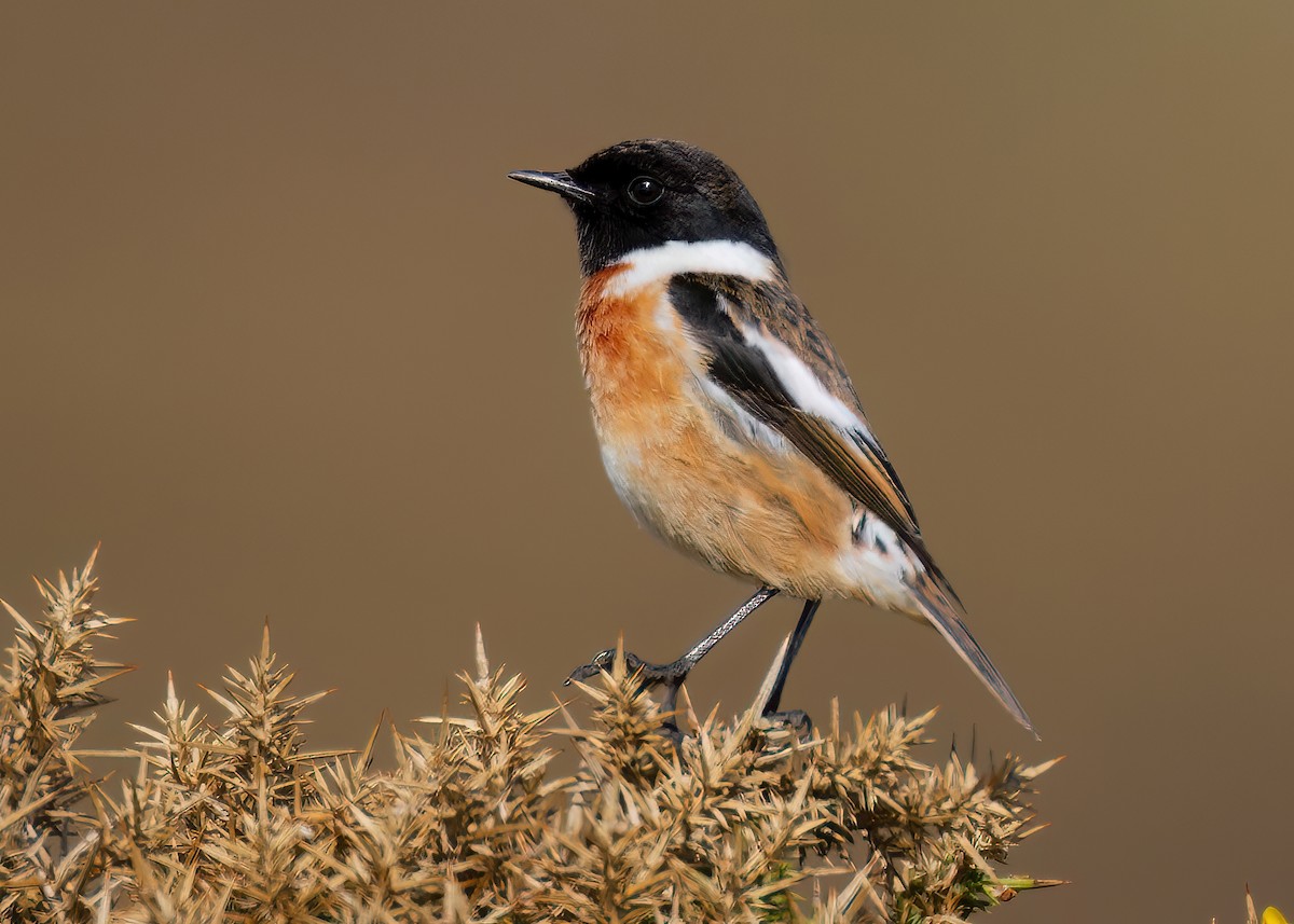 European Stonechat - ML620701946