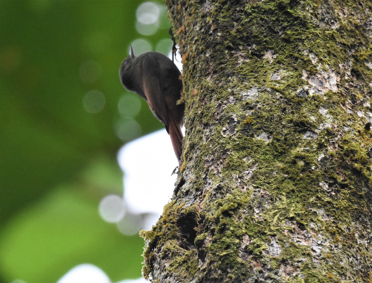 Olivaceous Woodcreeper - ML620701949