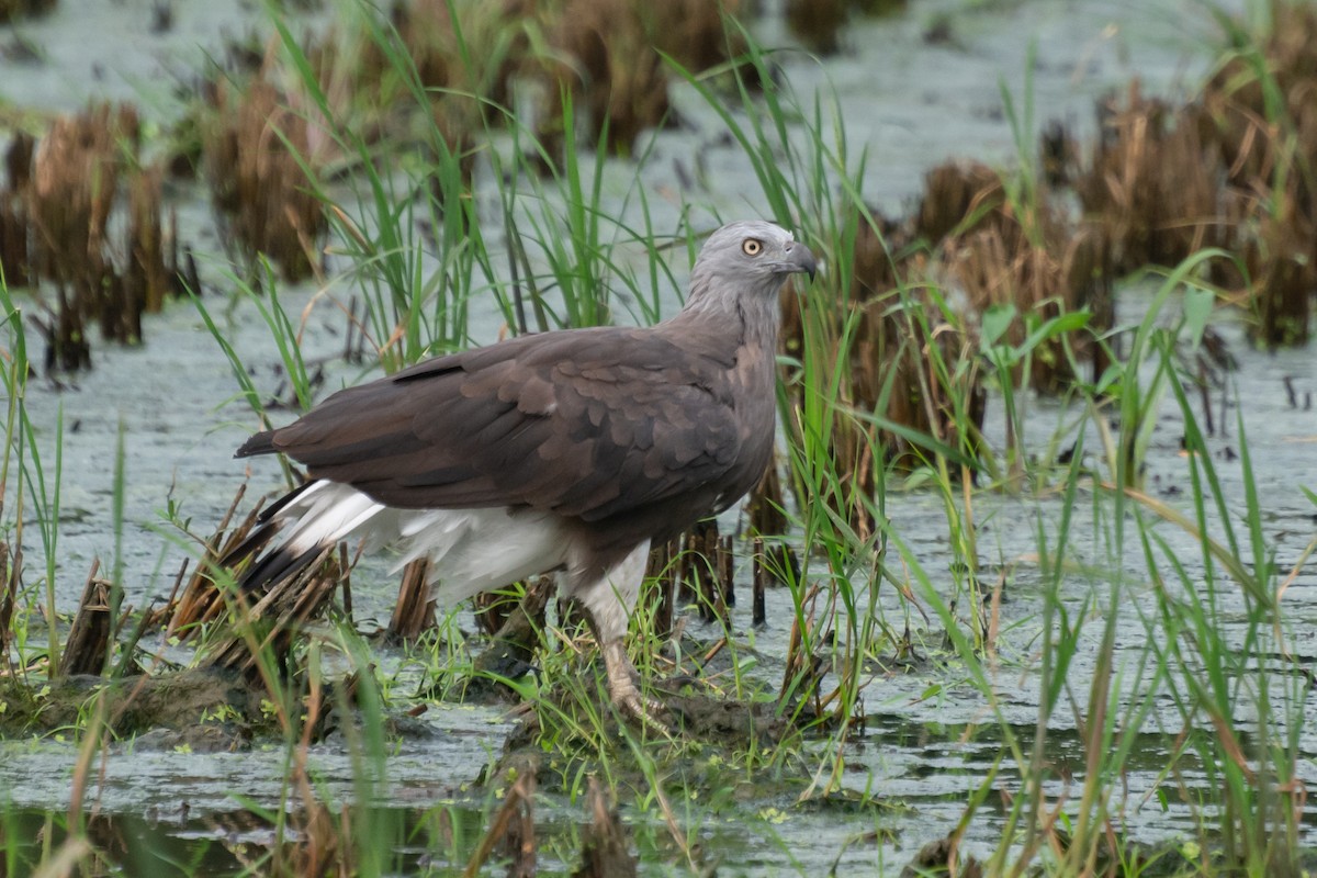 Gray-headed Fish-Eagle - ML620701951