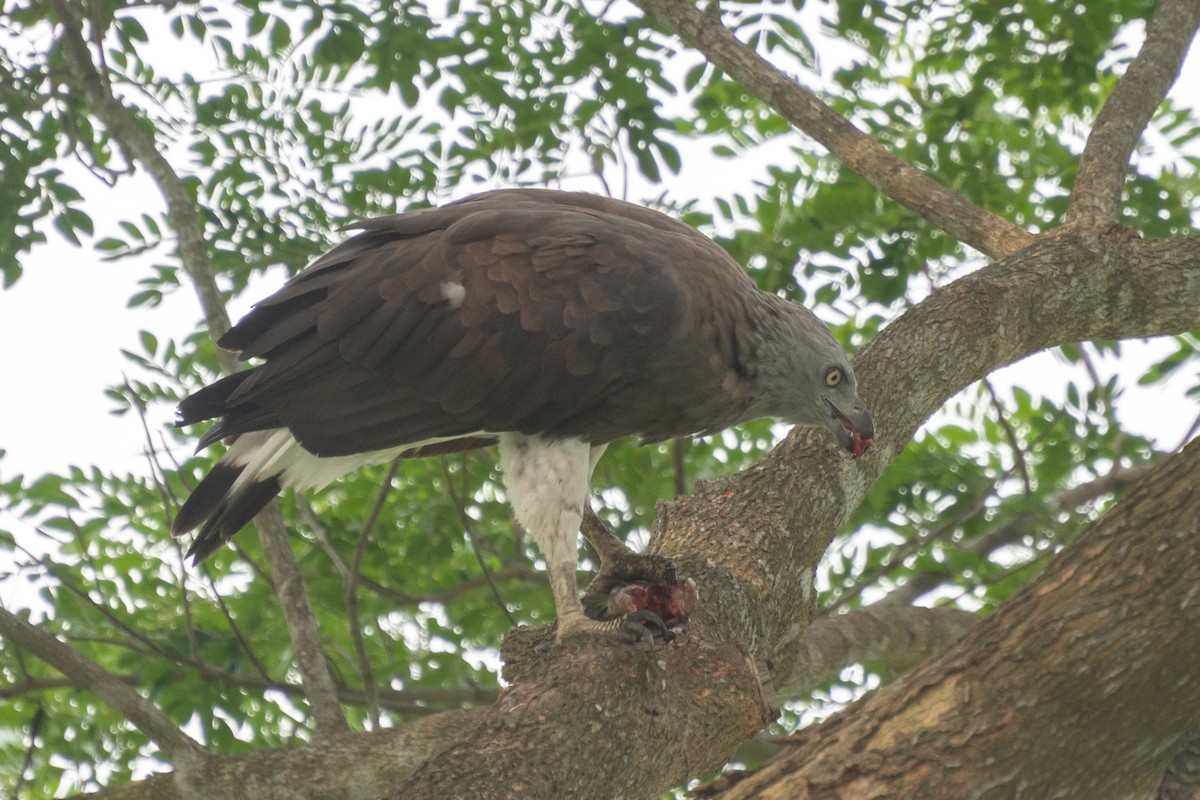 Gray-headed Fish-Eagle - ML620701952