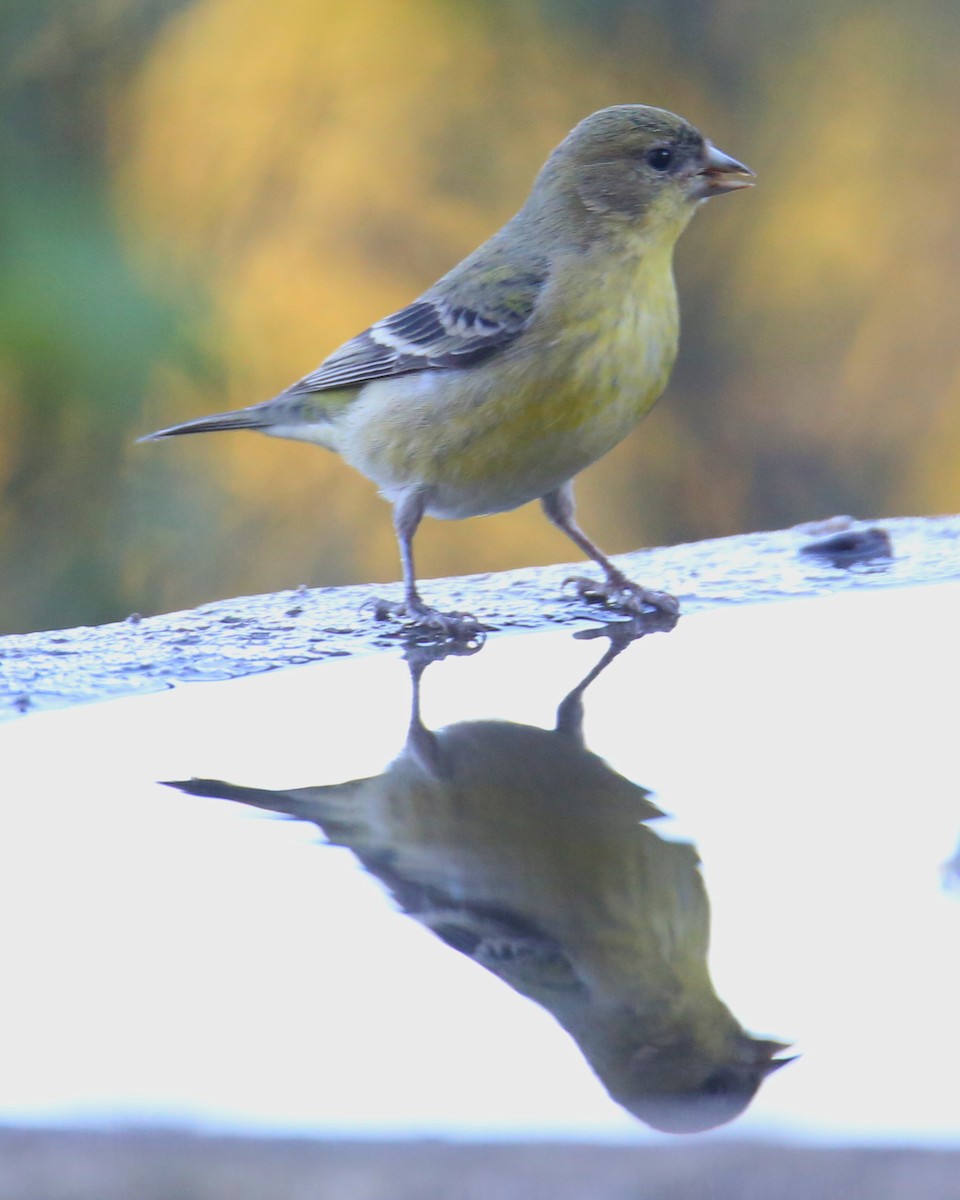 Lesser Goldfinch - ML620701953