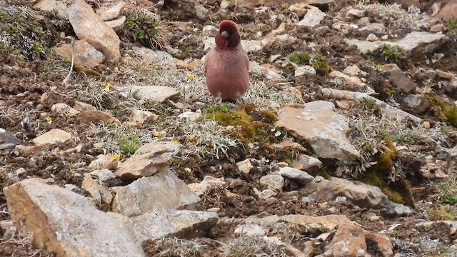 Tibetan Rosefinch - ML620701954