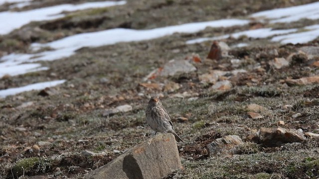 Tibetan Rosefinch - ML620701955