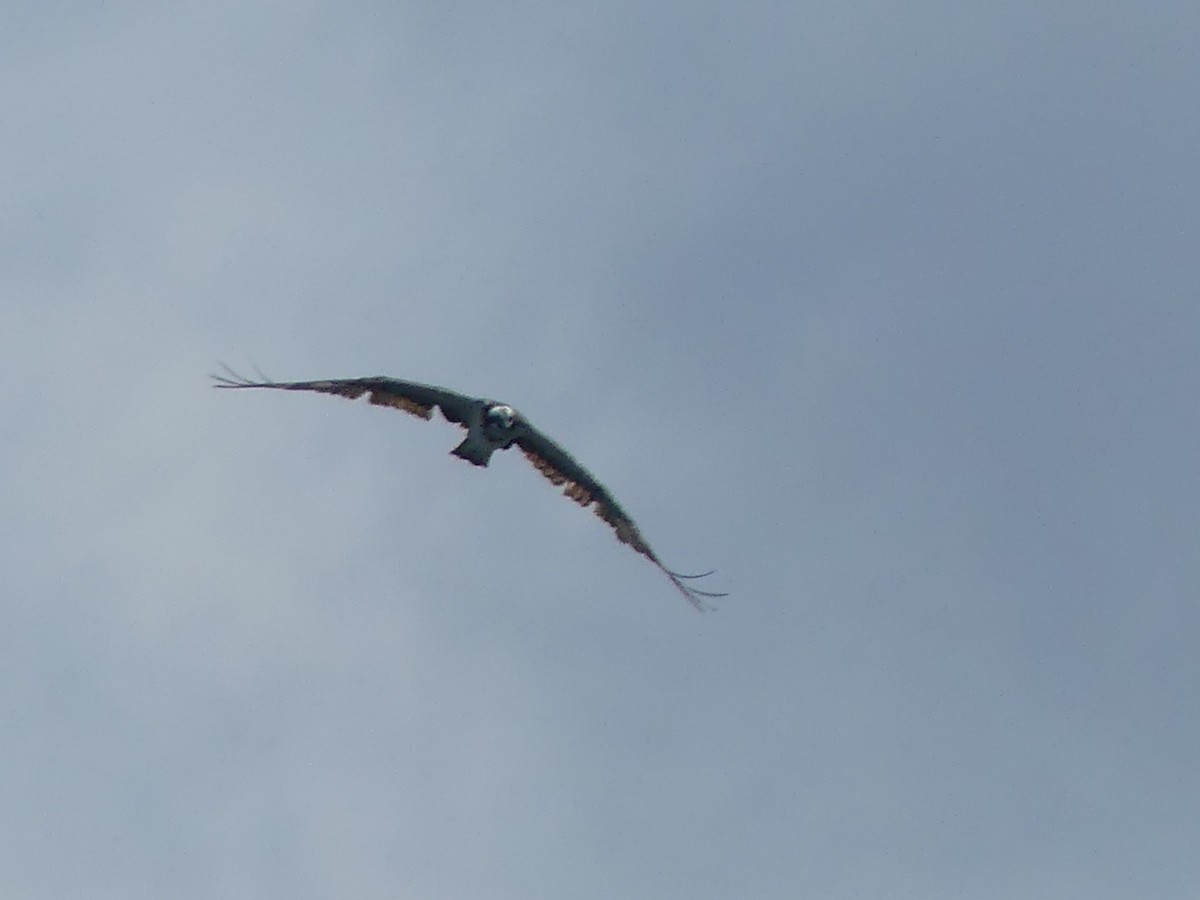 Águila Pescadora - ML620701956