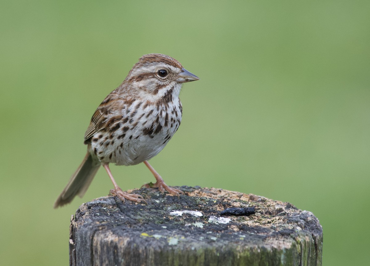 Song Sparrow - Peter DeStefano