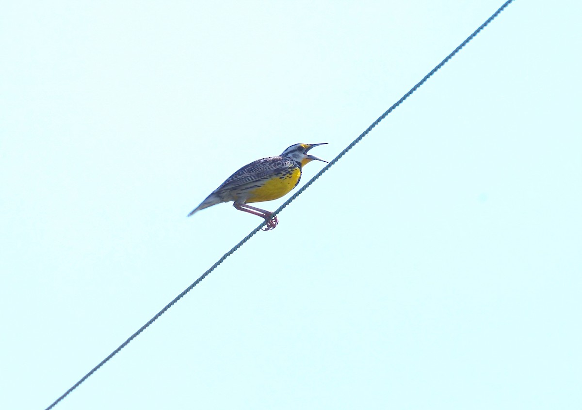 Eastern Meadowlark - ML620701958