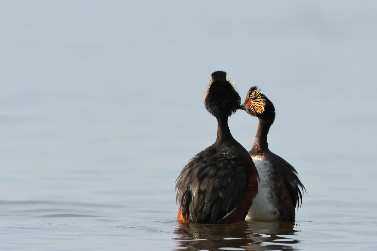 Eared Grebe - ML620701959