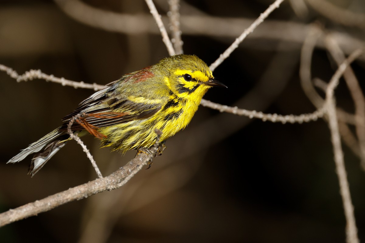 Prairie Warbler - ML620701961