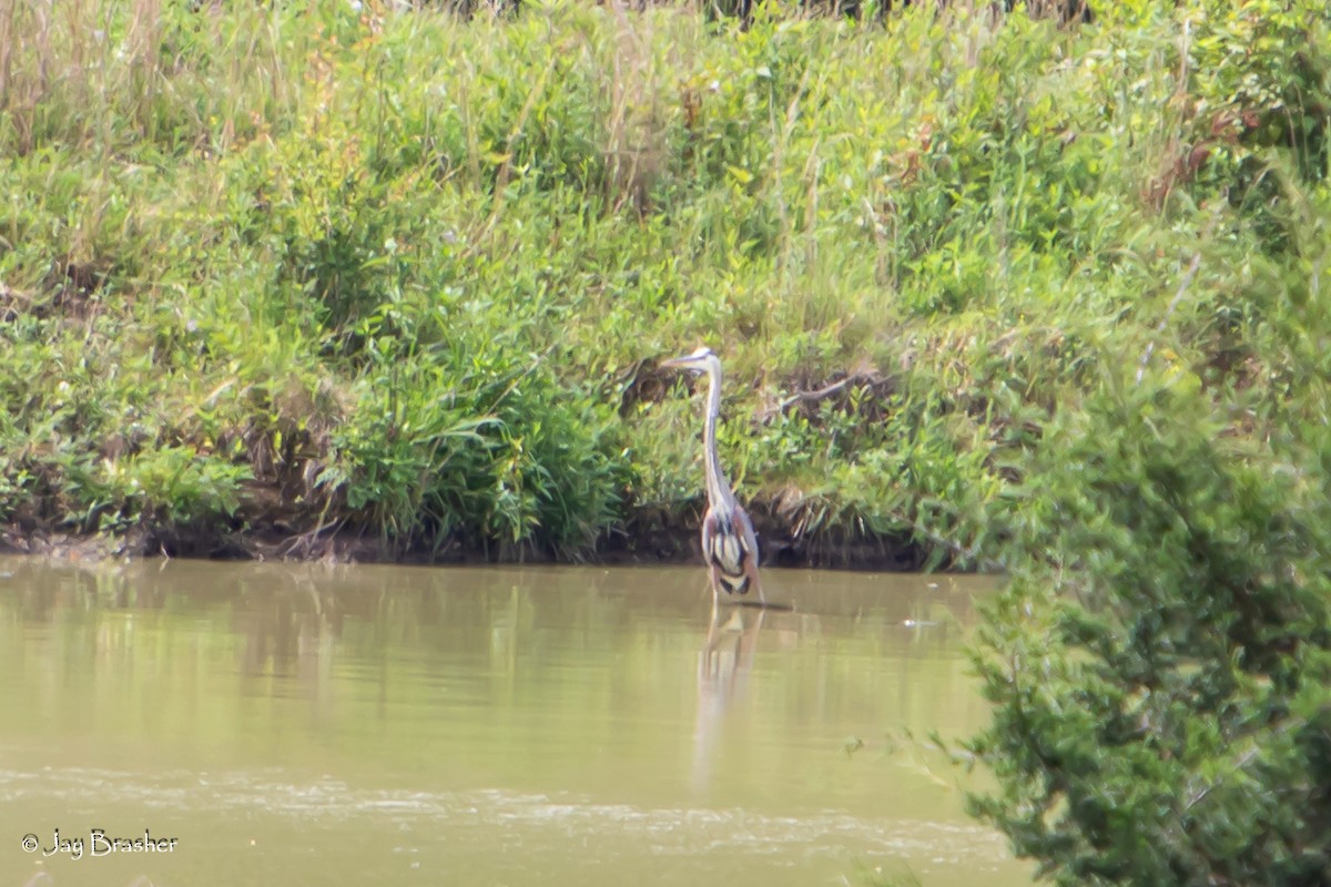 Great Blue Heron - ML620701963