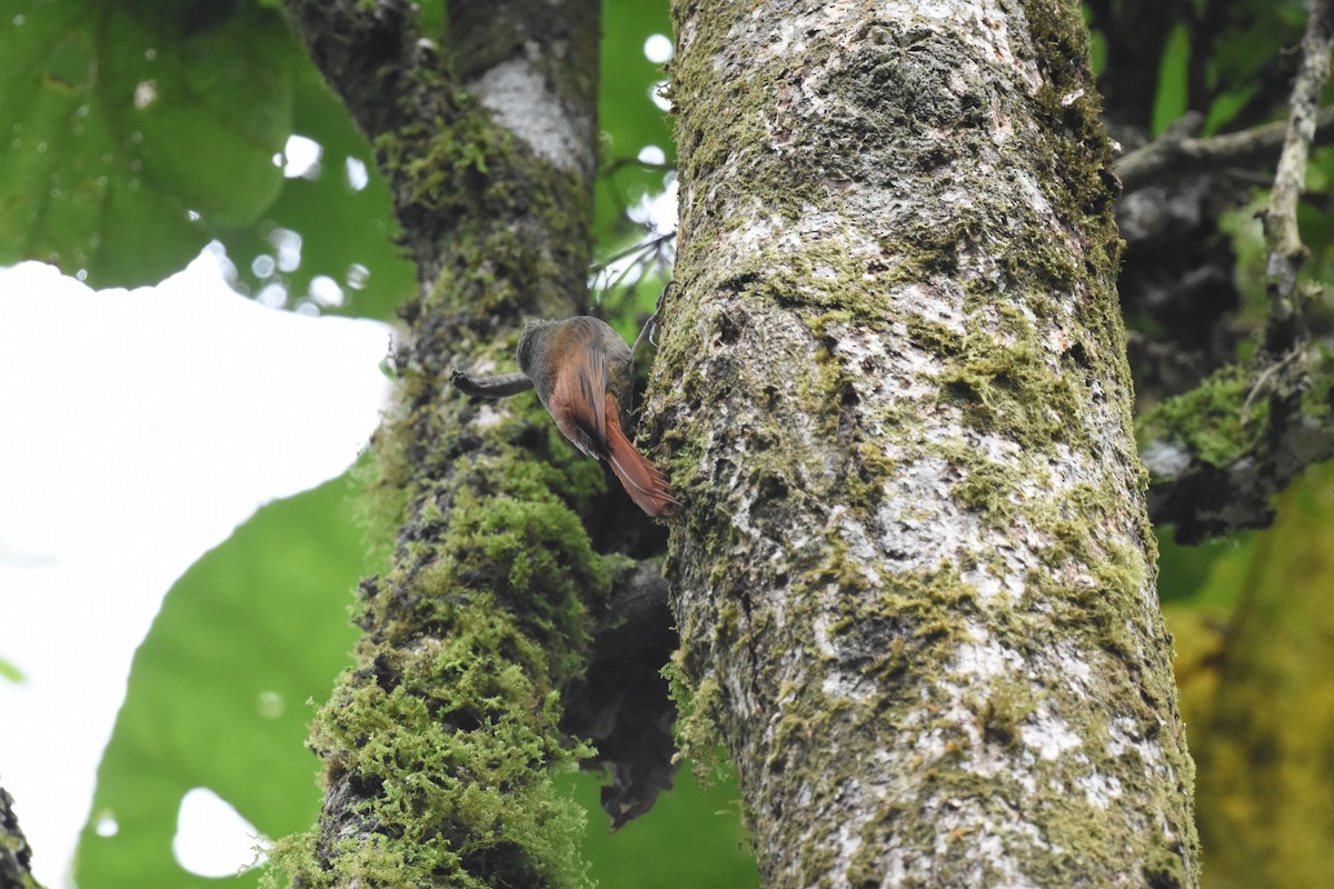 Olivaceous Woodcreeper - ML620701964