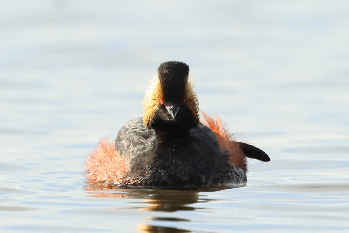 Eared Grebe - ML620701965