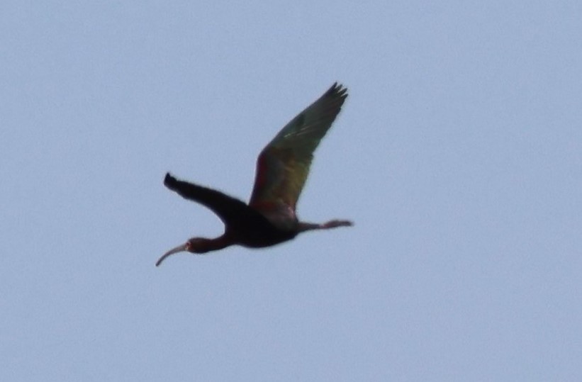 White-faced Ibis - ML620701967