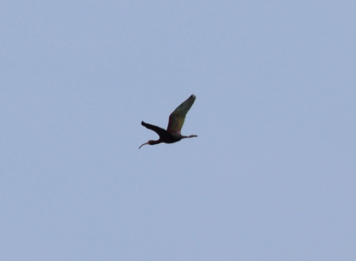 White-faced Ibis - ML620701969