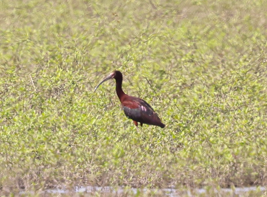 White-faced Ibis - ML620701970