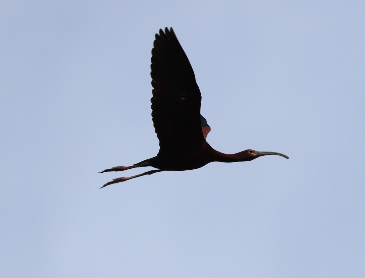 White-faced Ibis - ML620701971