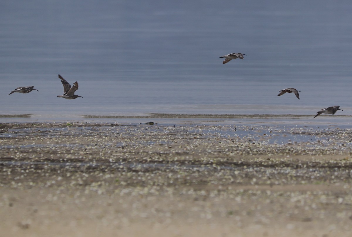 Whimbrel - ML620701972