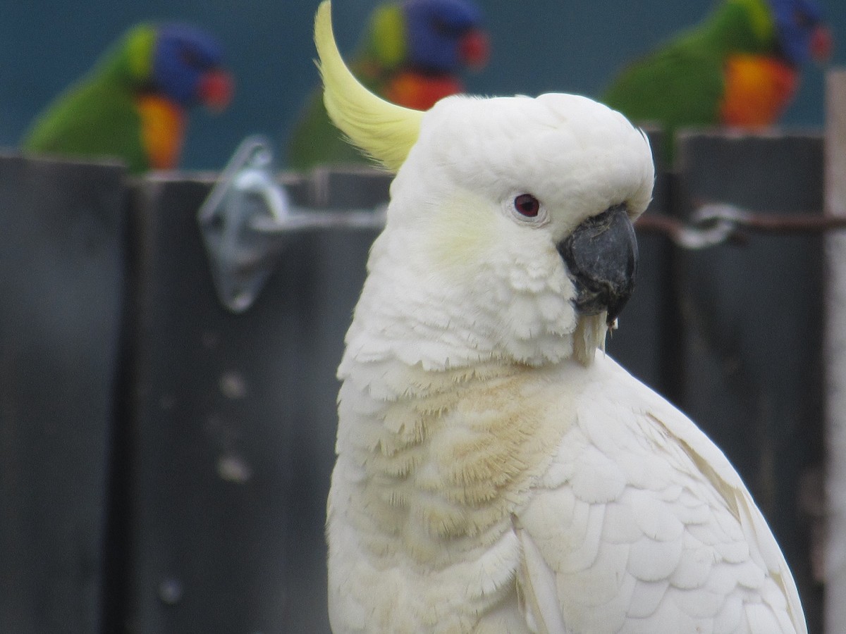 Sulphur-crested Cockatoo - ML620701974