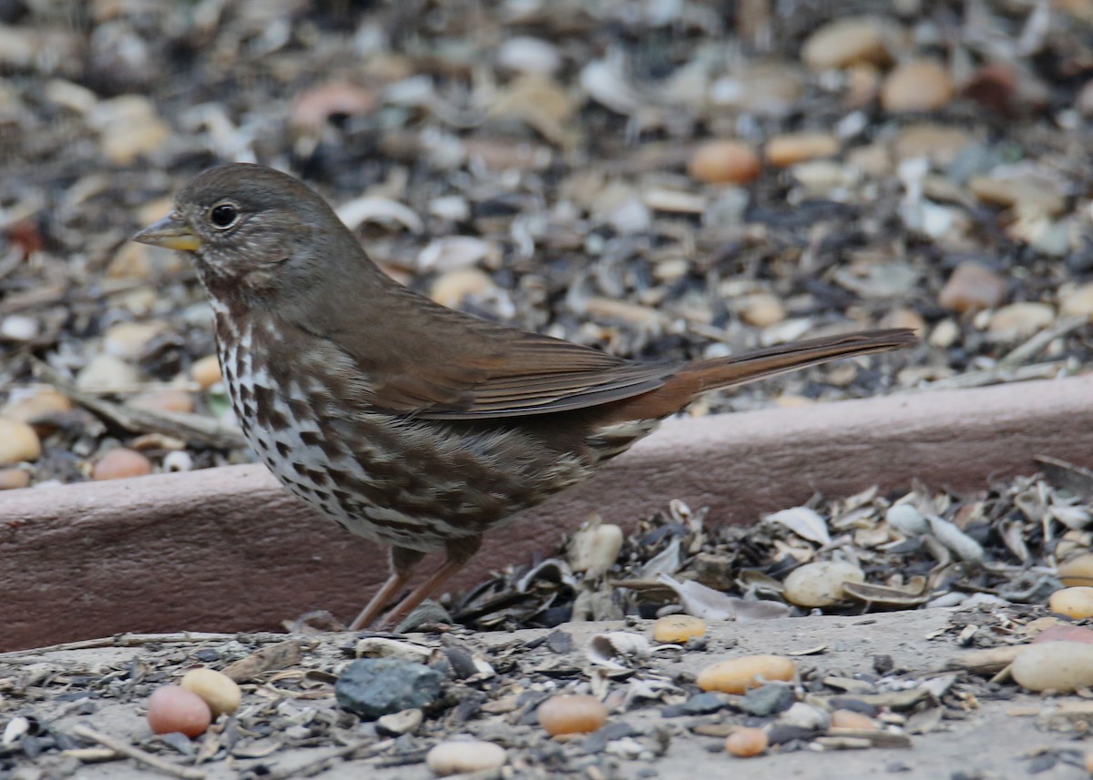 Fox Sparrow - ML620701978