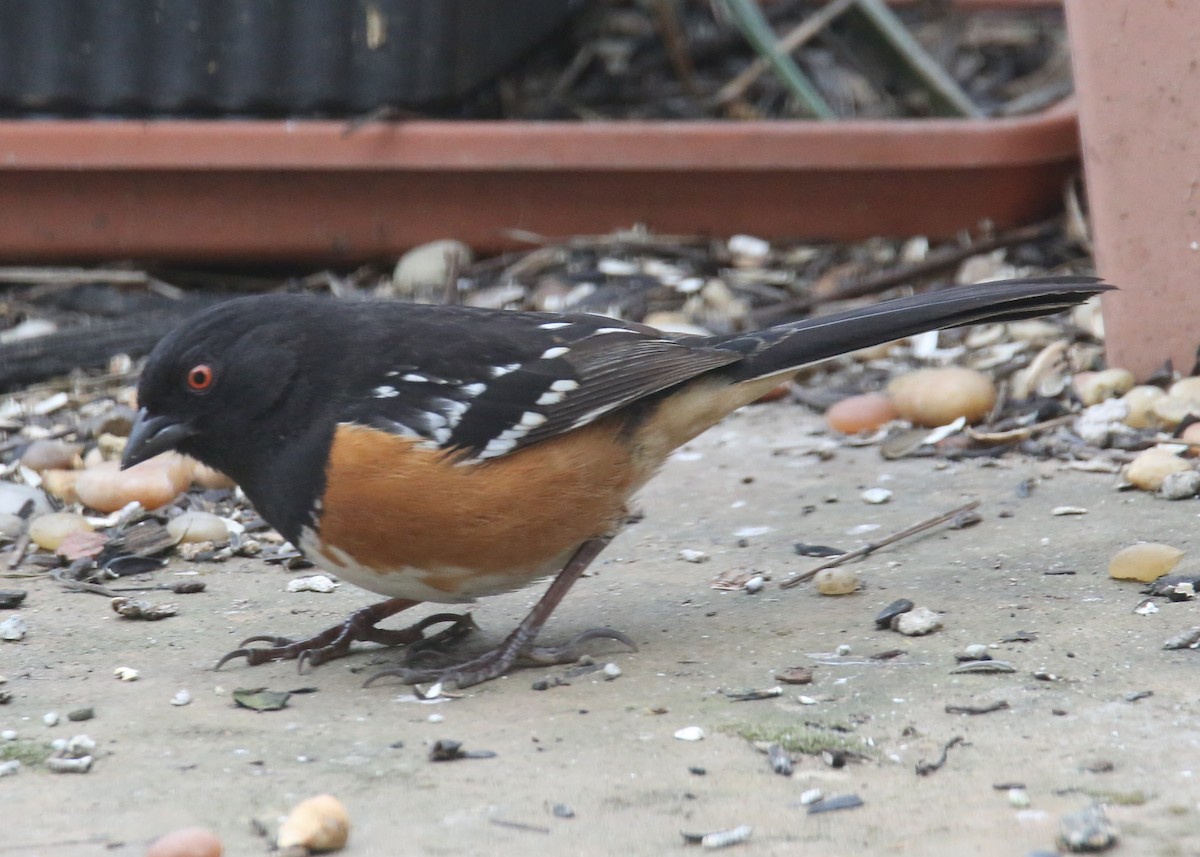 Spotted Towhee - ML620701980