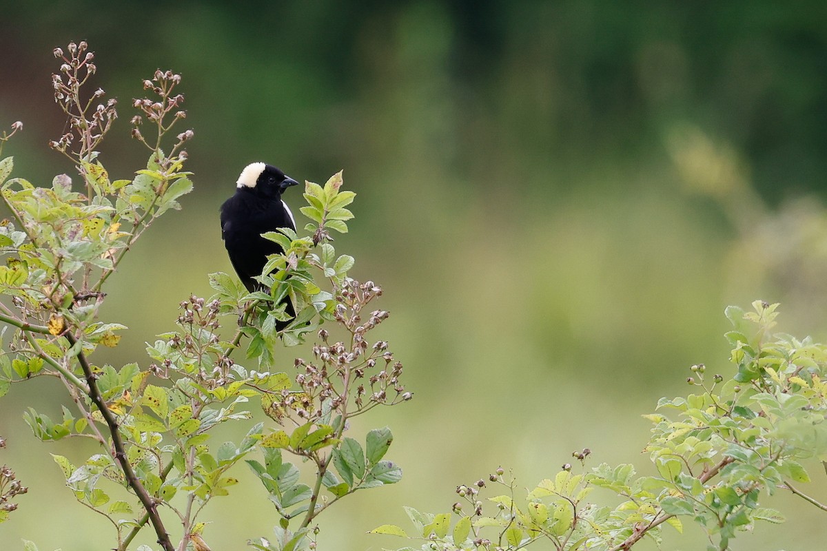 Bobolink - ML620701981