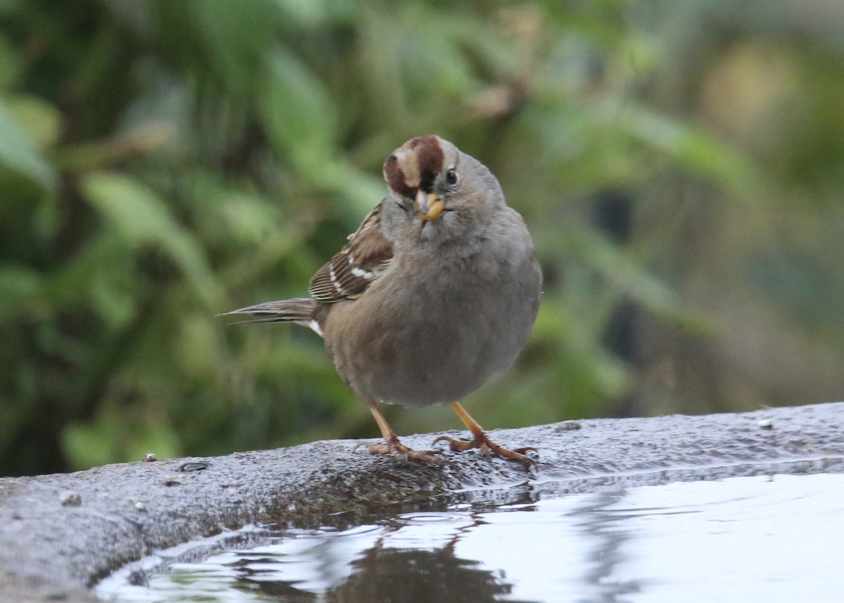 White-crowned Sparrow - ML620701982