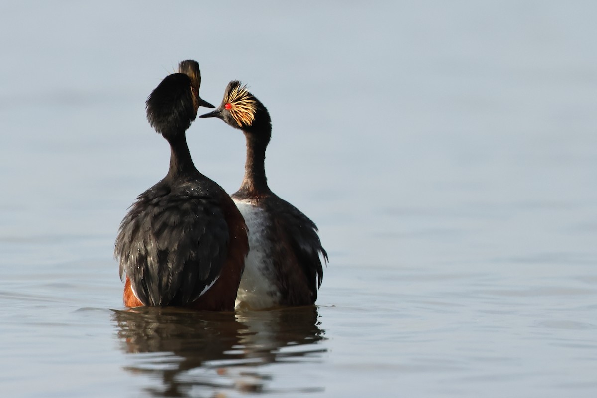 Eared Grebe - ML620701984