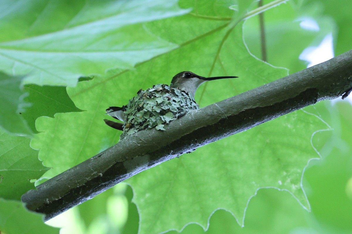 Ruby-throated Hummingbird - ML620701985