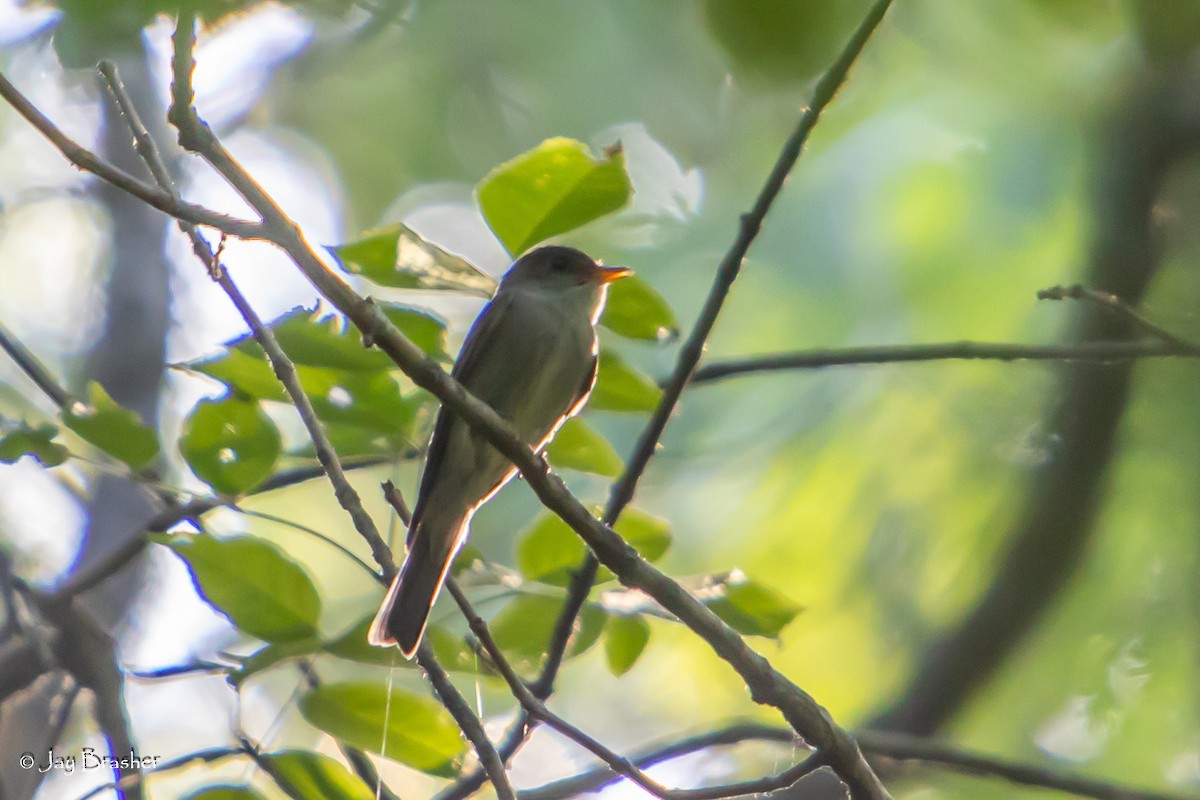 Eastern Wood-Pewee - ML620701986