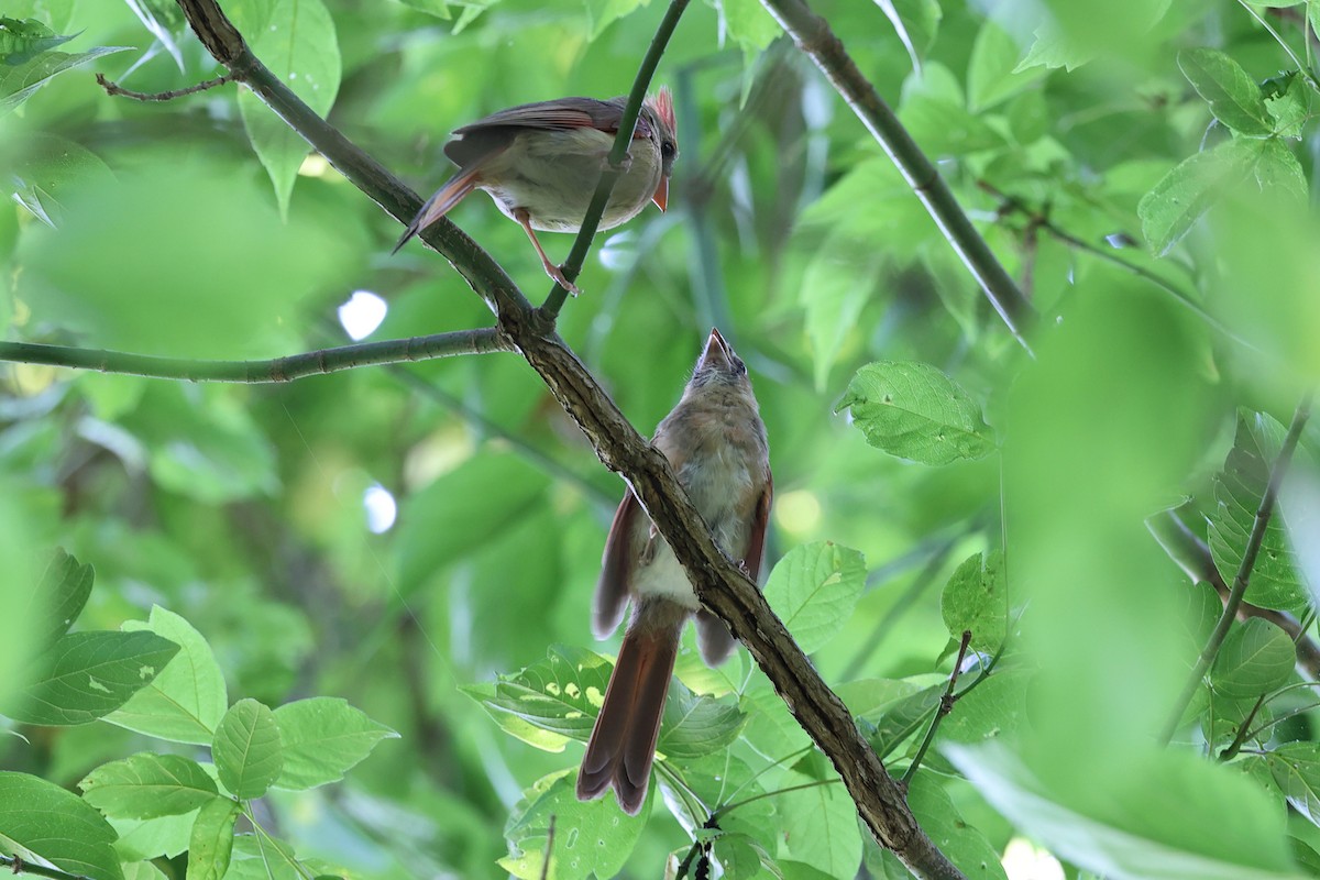 Northern Cardinal - ML620701987