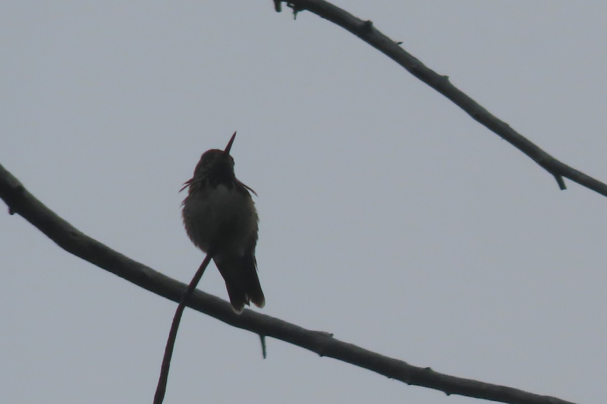 Calliope Hummingbird - ML620701989