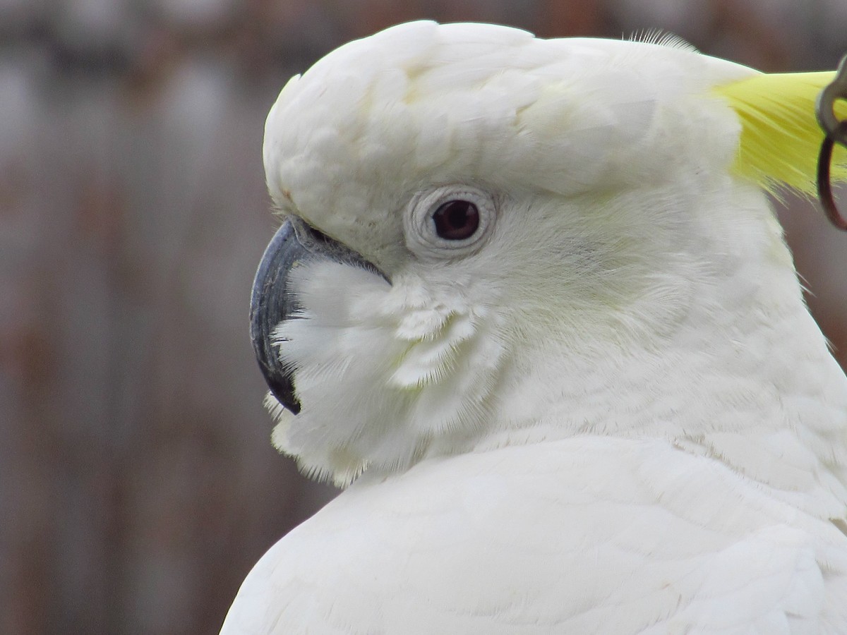 Sulphur-crested Cockatoo - ML620701990