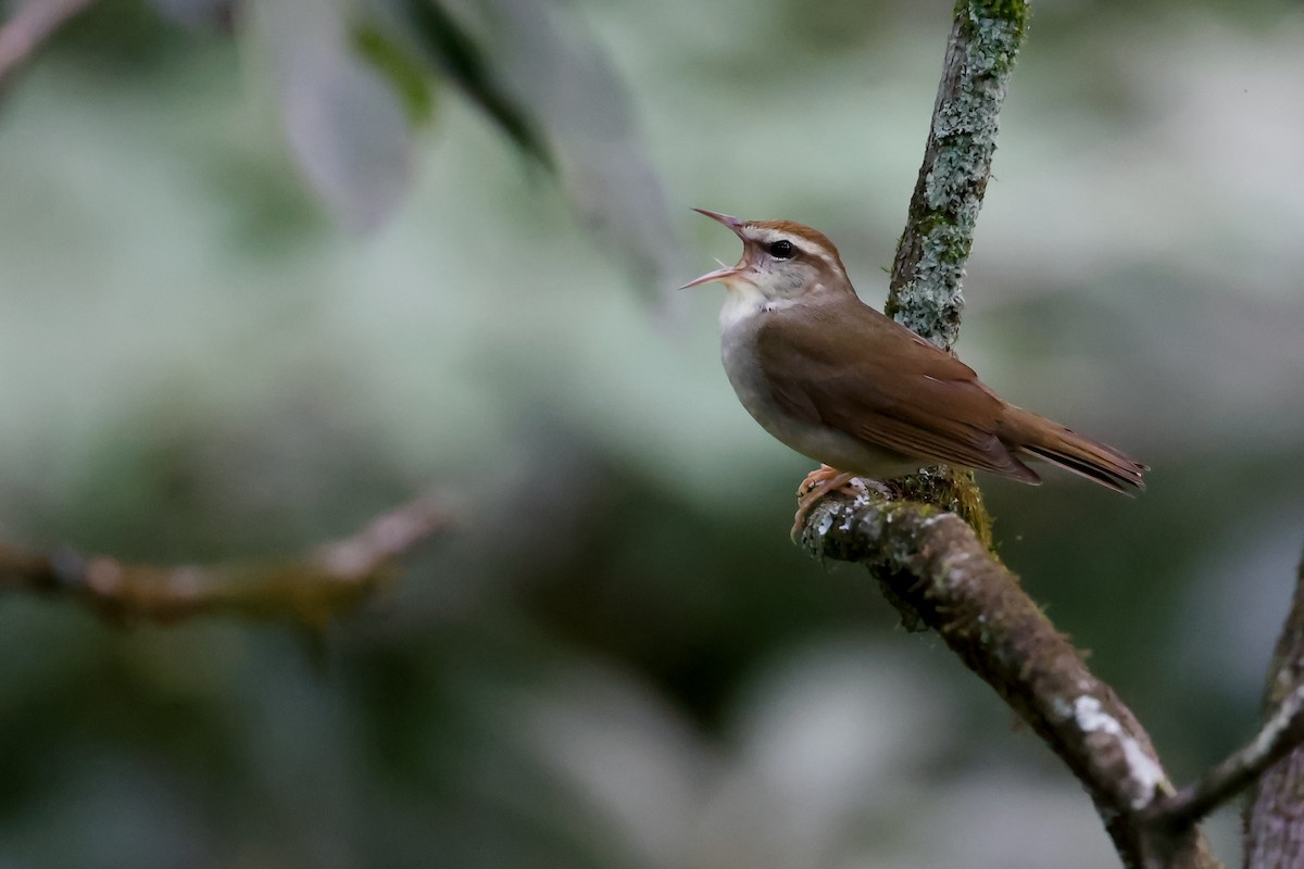 Swainson's Warbler - ML620701991