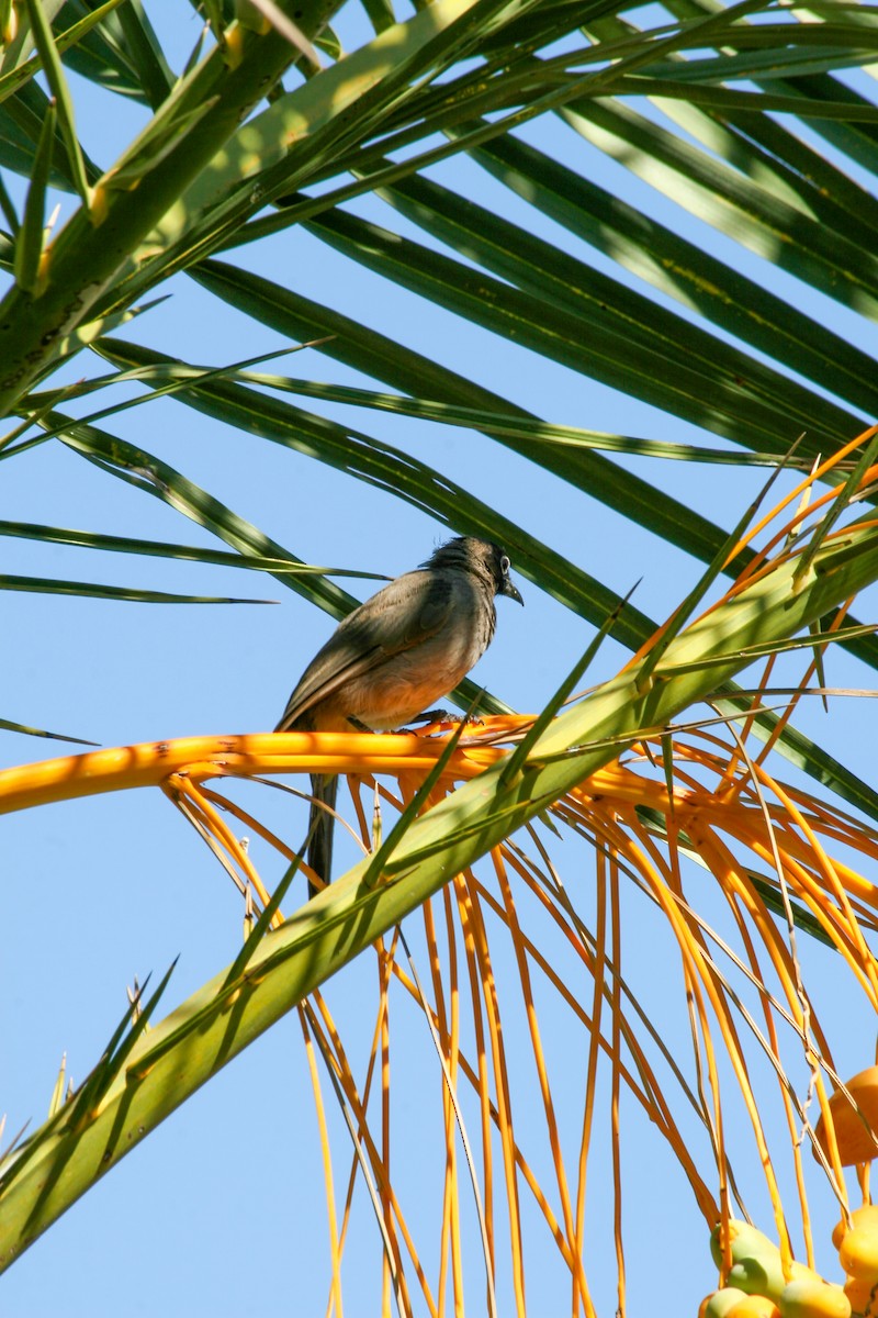 White-spectacled Bulbul - ML620701995