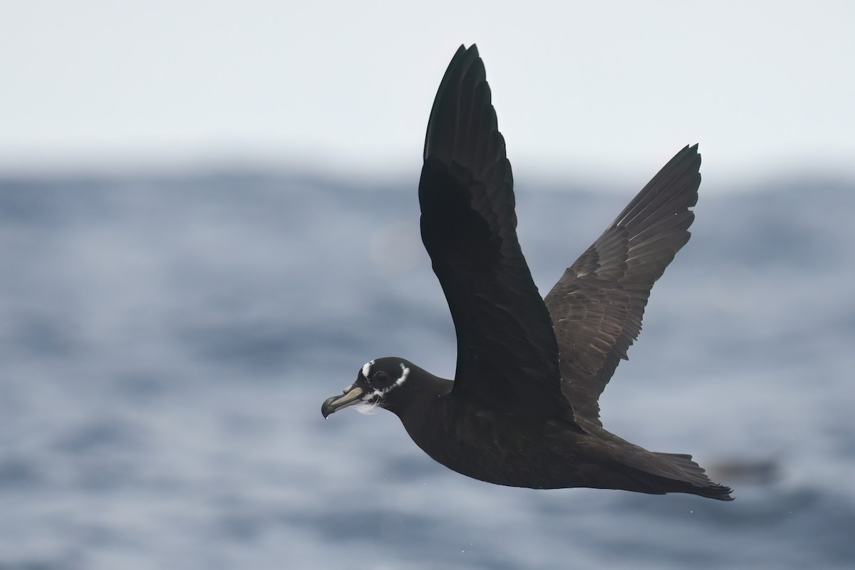 Spectacled Petrel - ML620701997