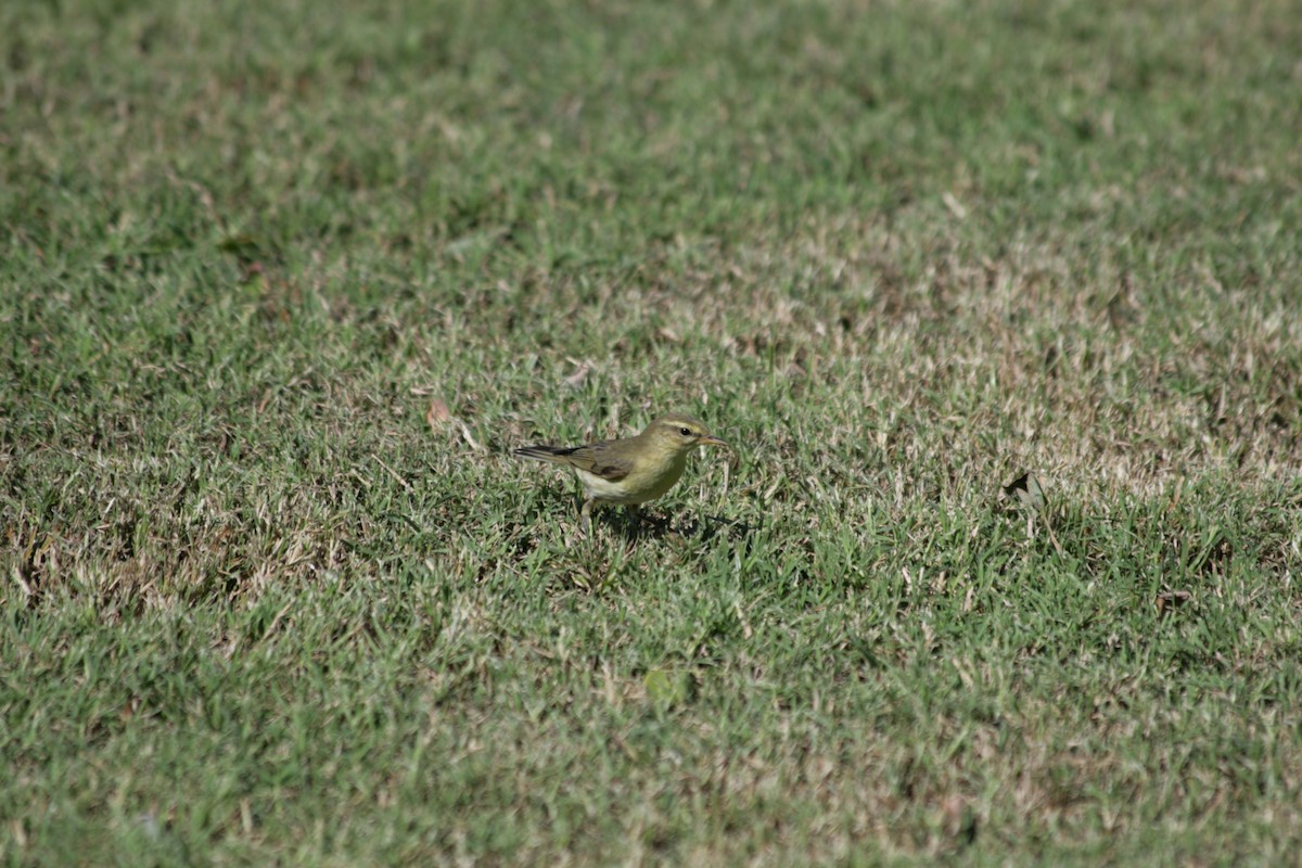 Common Chiffchaff - ML620701998