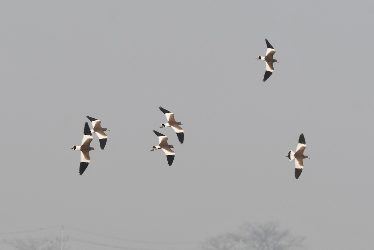 Gray-headed Lapwing - ML620701999