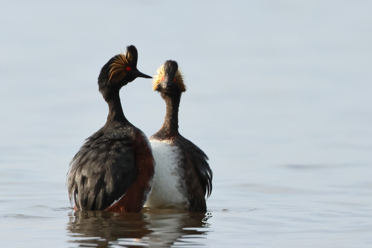 Eared Grebe - ML620702000