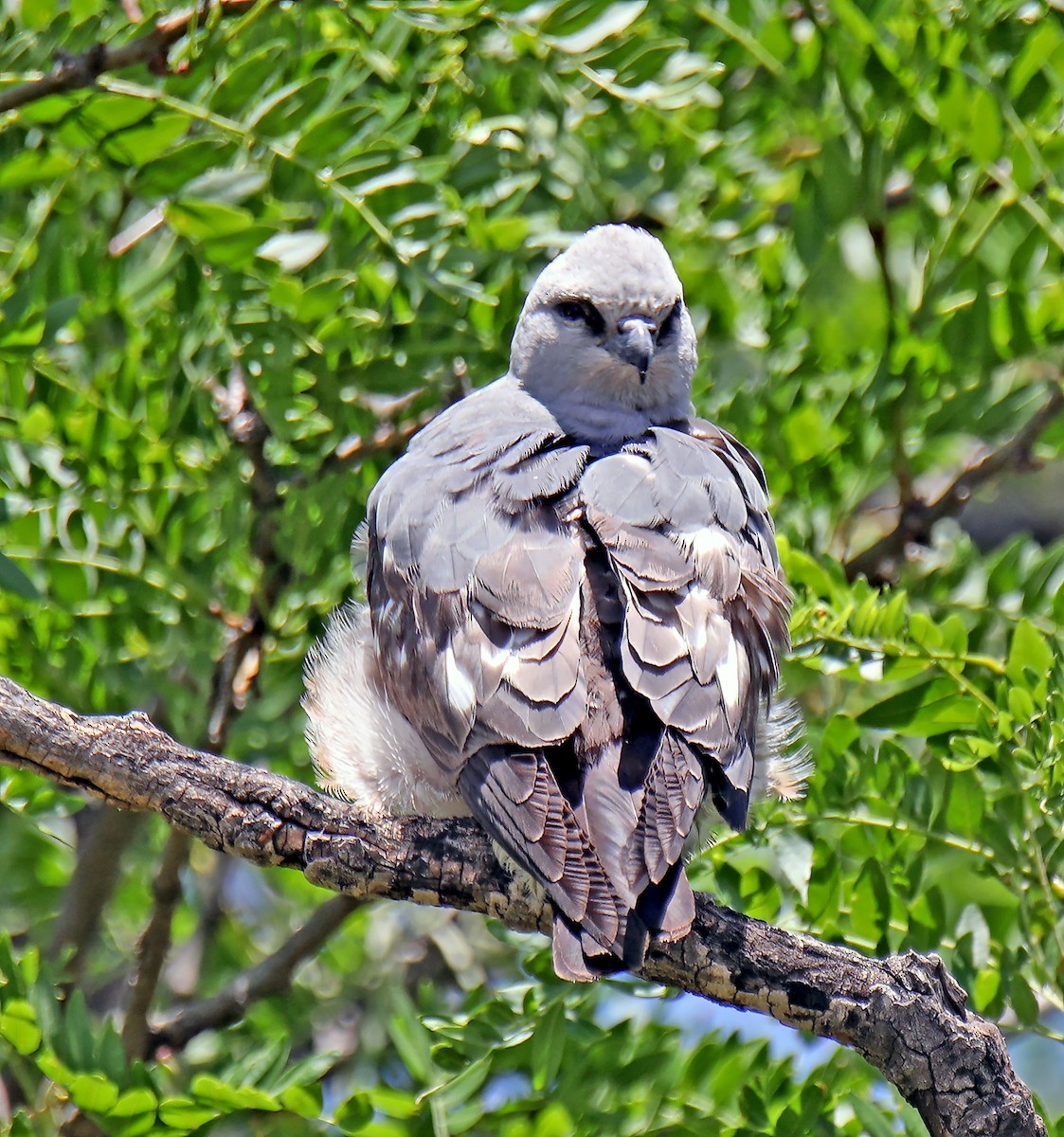 Mississippi Kite - ML620702003