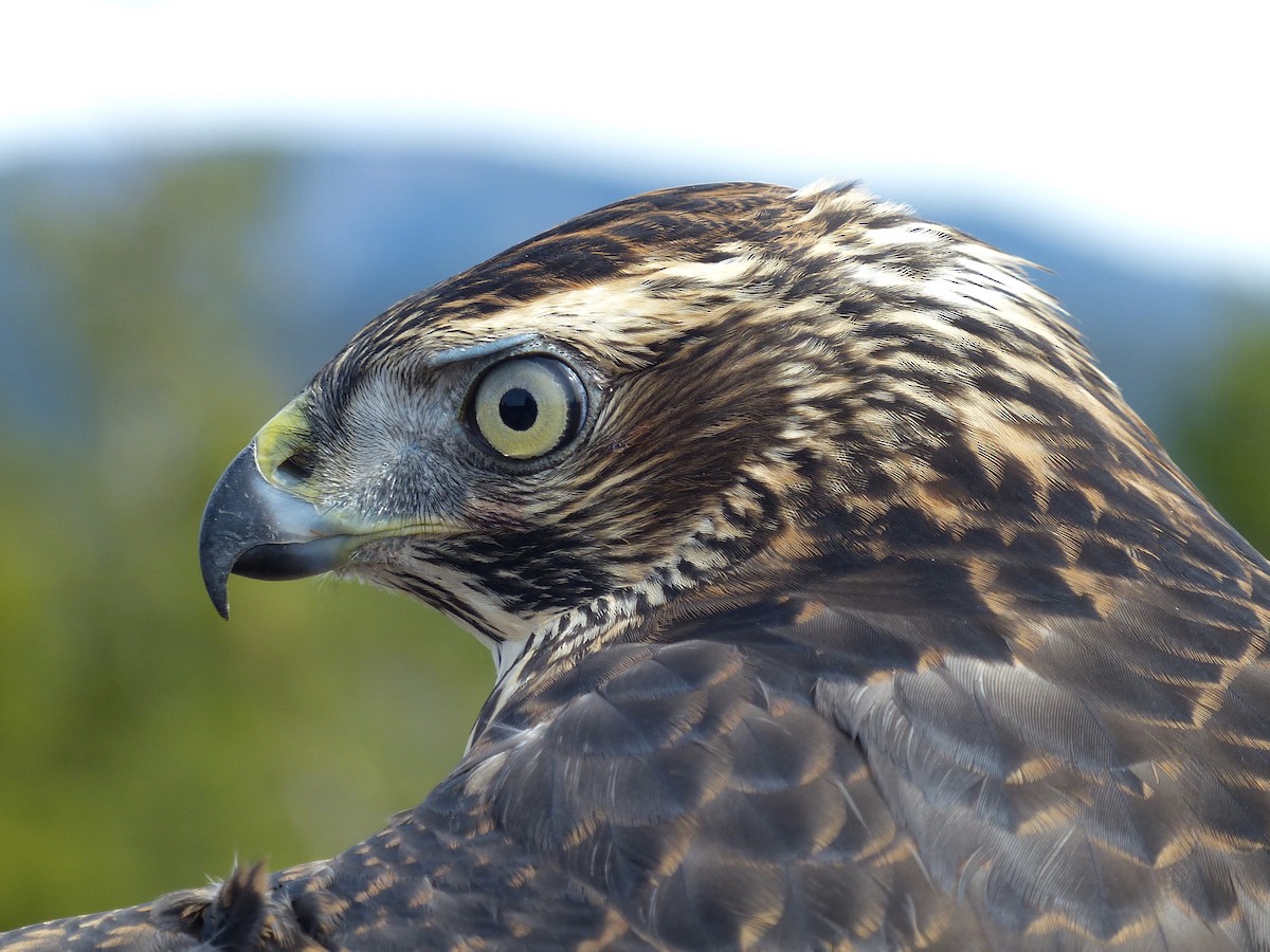 American Goshawk - ML620702006