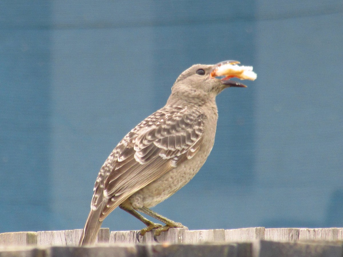 Great Bowerbird - ML620702007