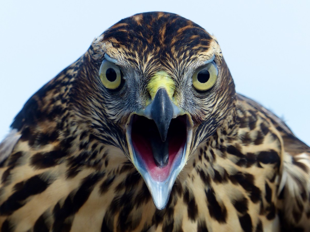 American Goshawk - mark lundgren