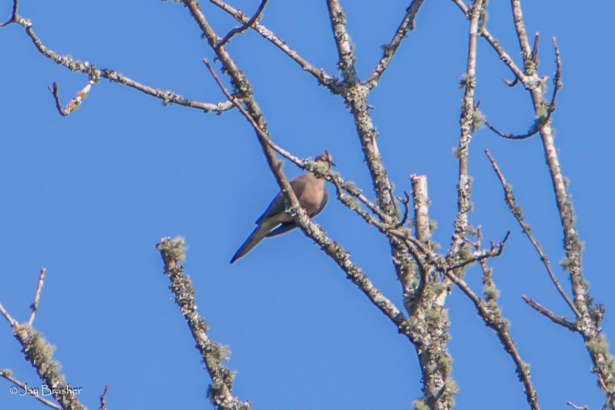 Mourning Dove - ML620702011