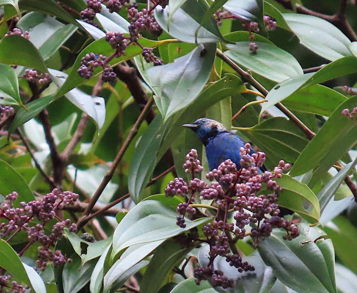 Opal-rumped Tanager - ML620702014