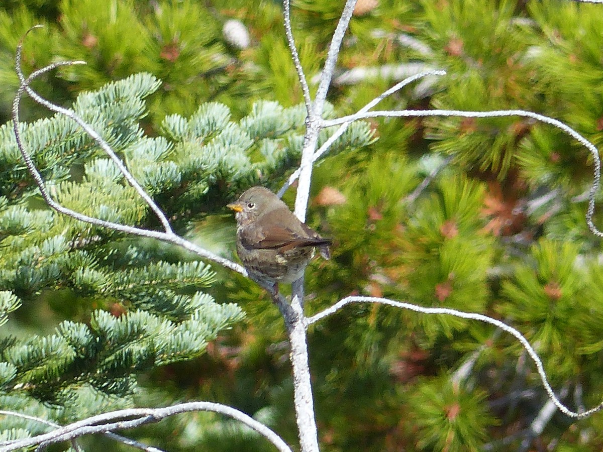 Fox Sparrow - ML620702015