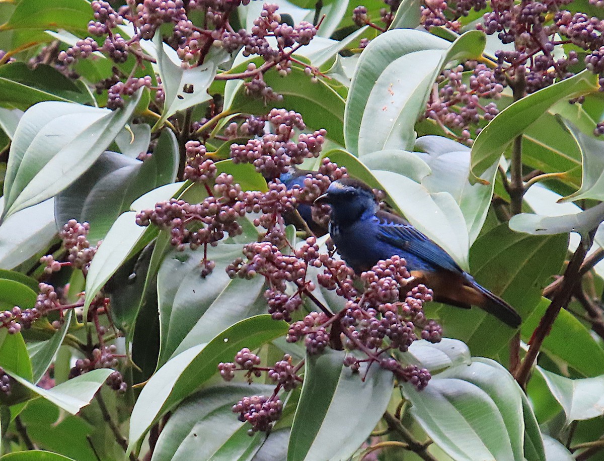 Opal-rumped Tanager - ML620702017