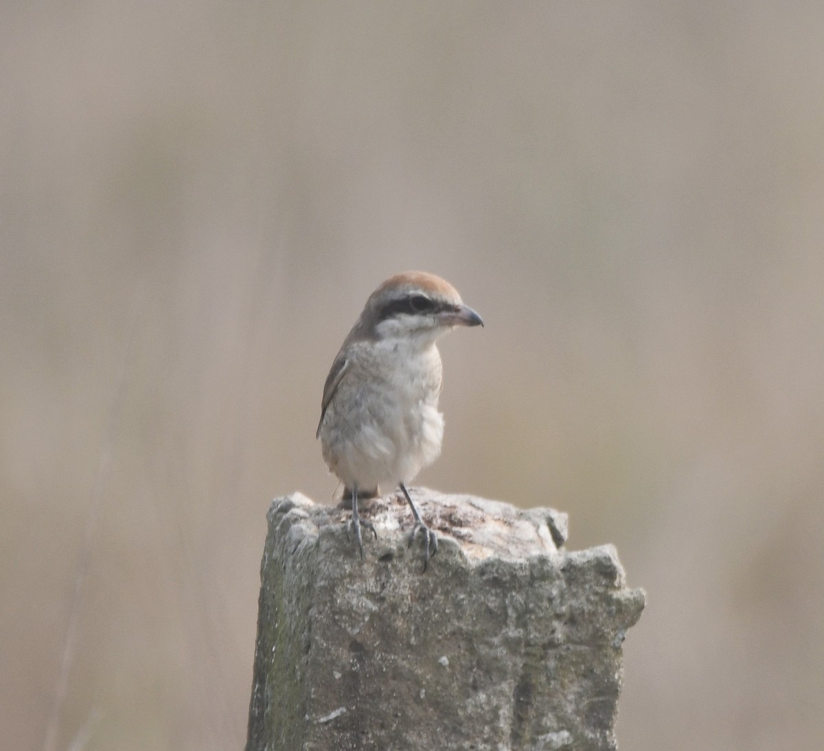 Brown Shrike - ML620702025